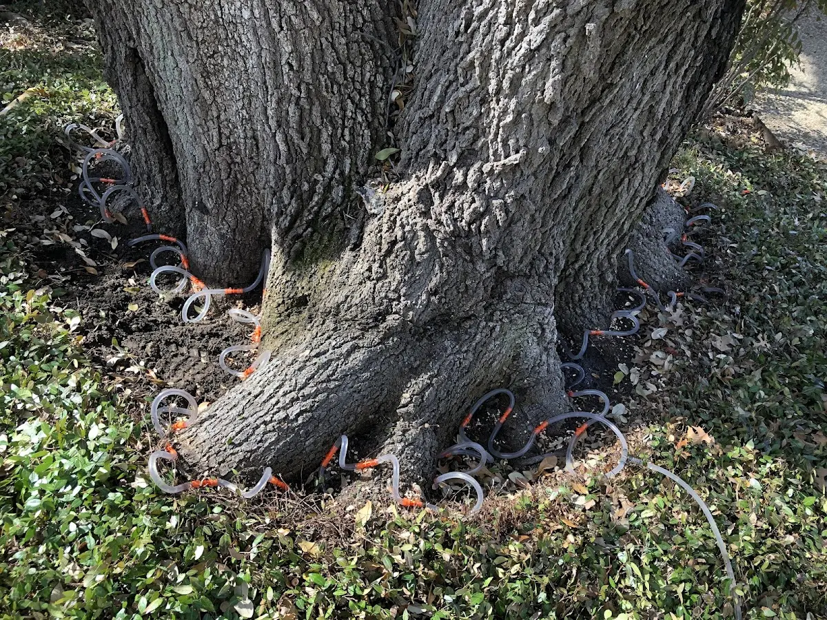 Detailed Tree Cabling and Bracing job site in Mission