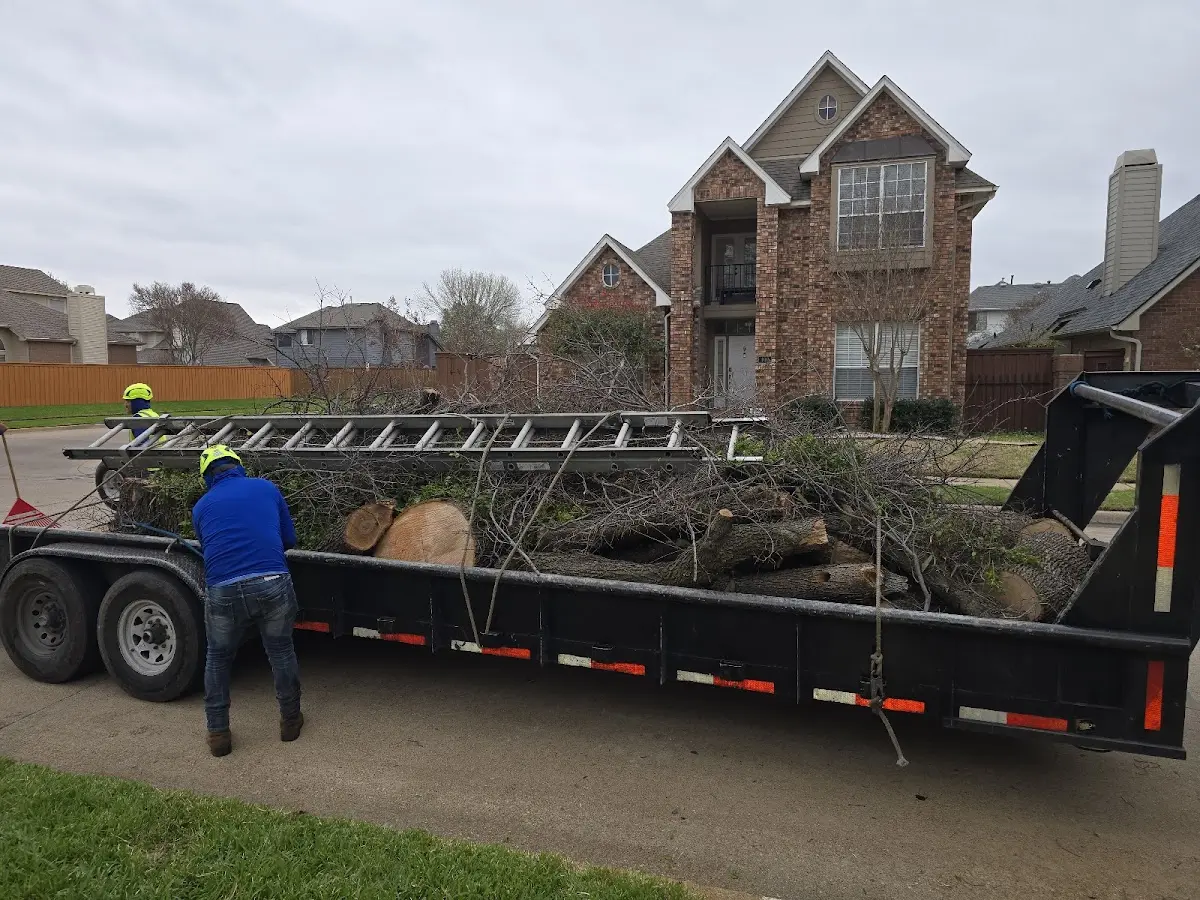 Expert Tree Pest Control with proper safety equipment in Mission